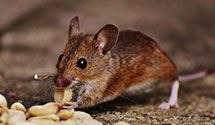 24 Hour & Emergency Exterminators in Lake Balboa, CA